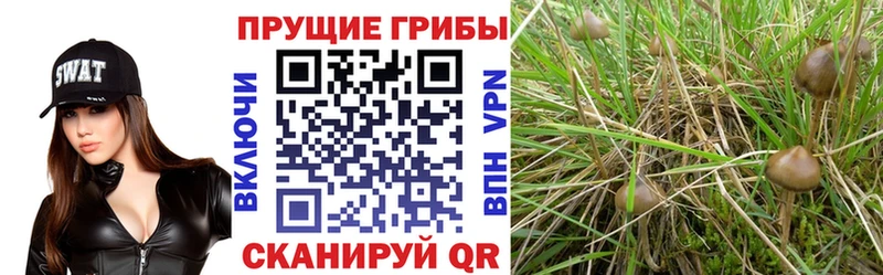 цена Починок Псилоцибиновые грибы Psilocybine cubensis